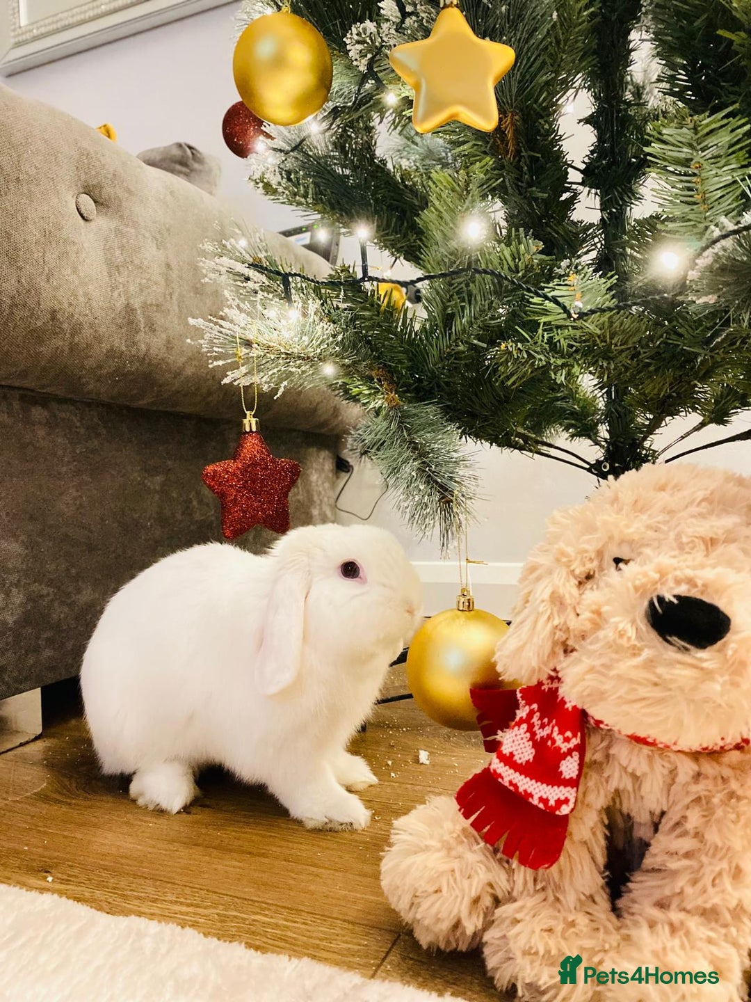 Mini Lop rabbits for sale: Male Mini lop, Neutered + equipment  - Image 3
