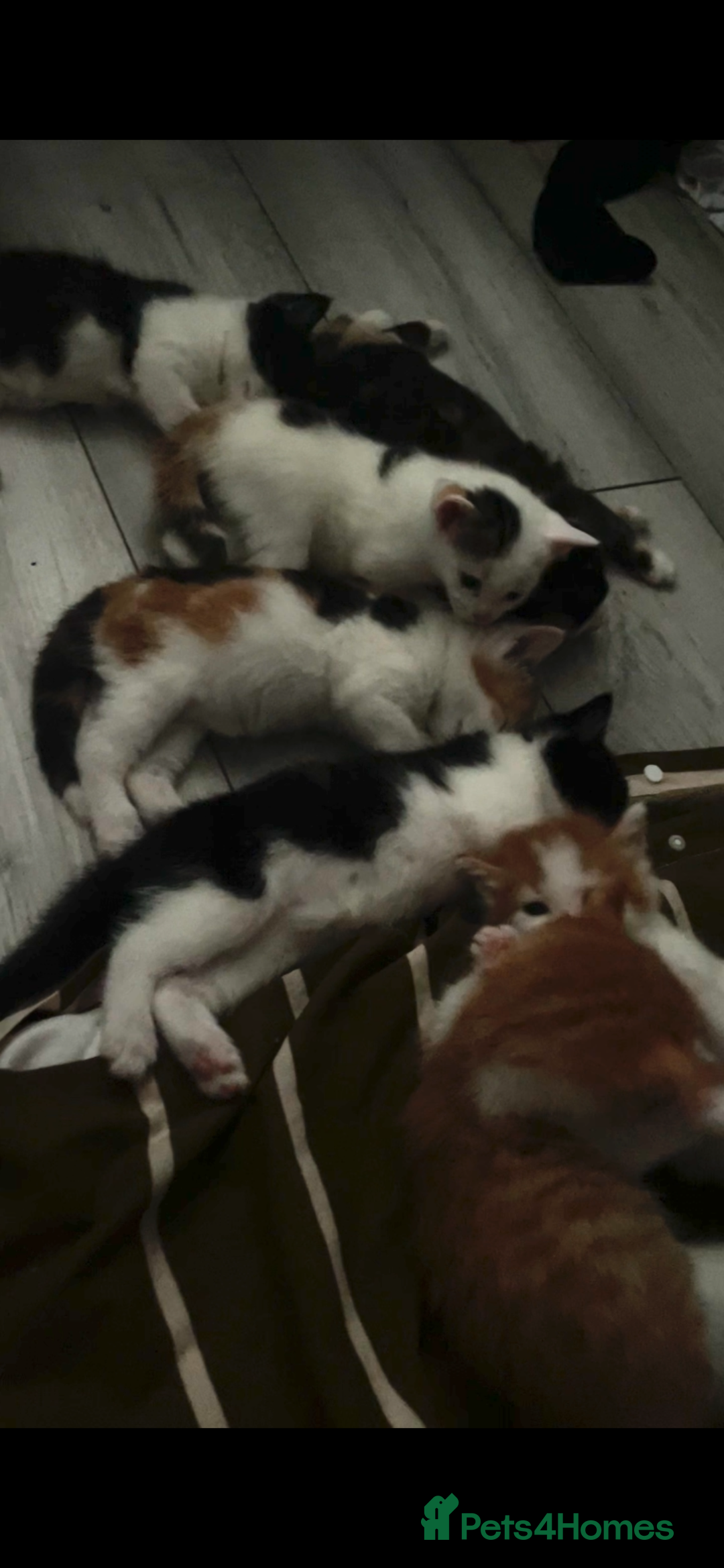 Domestic Shorthair cats for sale: Kittens For Sale – Ready to Join Your Home! - Image 3