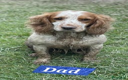 Cocker Spaniel dogs for sale: Goregous Litter of Cocker Spaniel Puppies  - Image 14