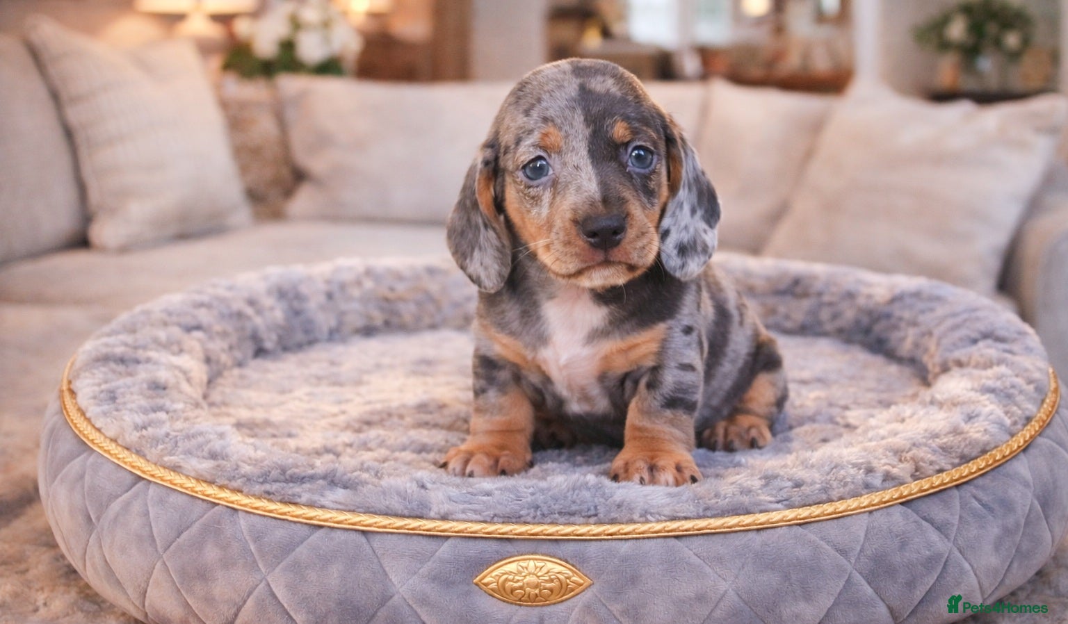 Miniature Dachshund dogs ISABELLA DAPPLE & BLUE DAPPLE VERY SMALL MINI'S 🔥 - Advert 6