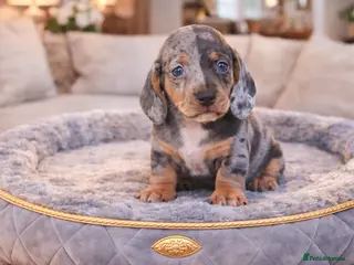 Miniature Dachshund dogs ISABELLA DAPPLE & BLUE DAPPLE VERY SMALL MINI'S 🔥 - Advert 6
