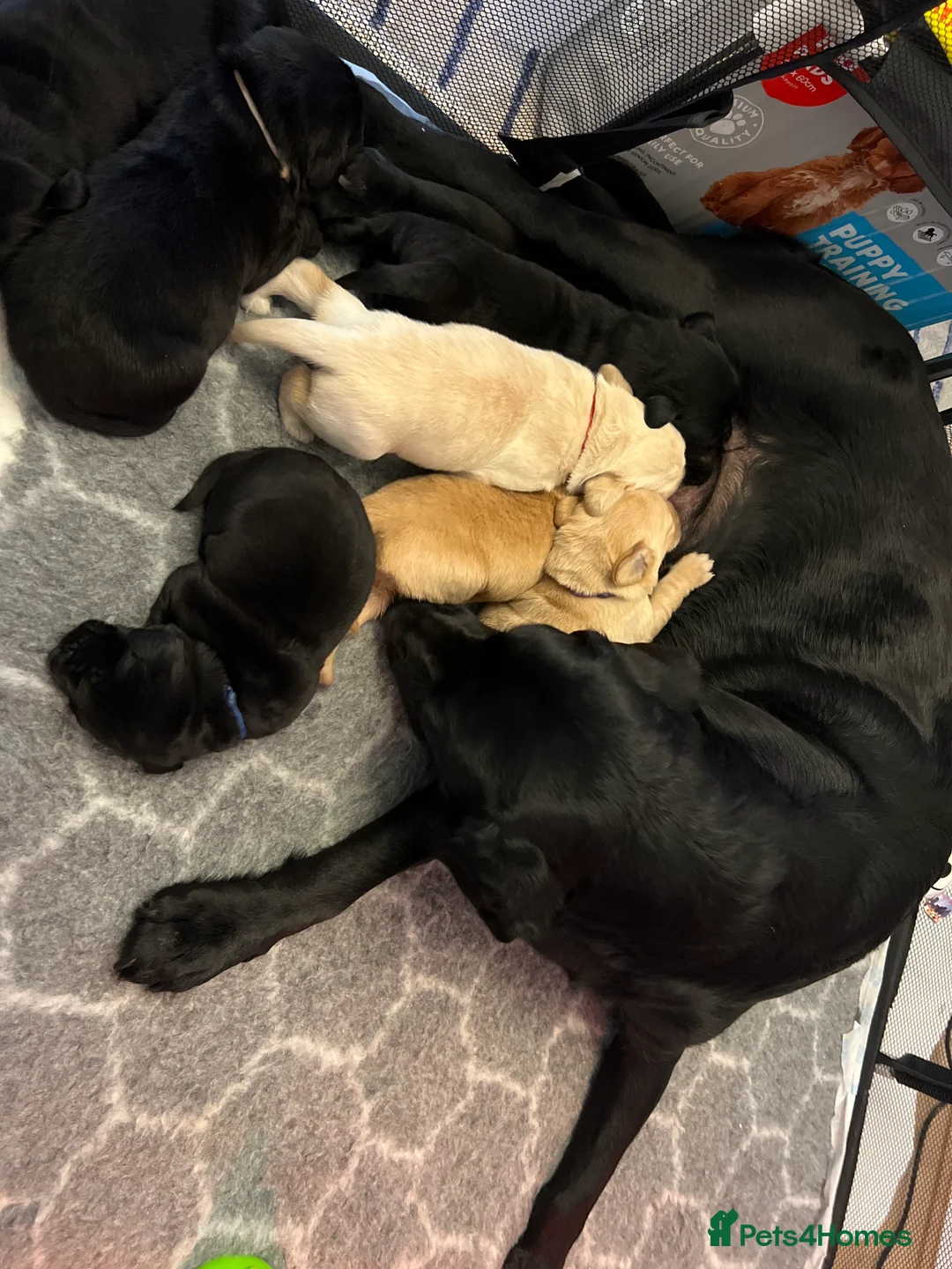 Labrador Retriever dogs for sale: Adorable Labrador  - Advert 1