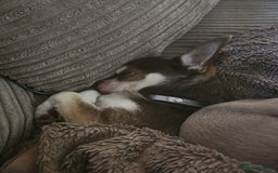 Chihuahua dogs for sale: 2 chihuahua boys - Image 6