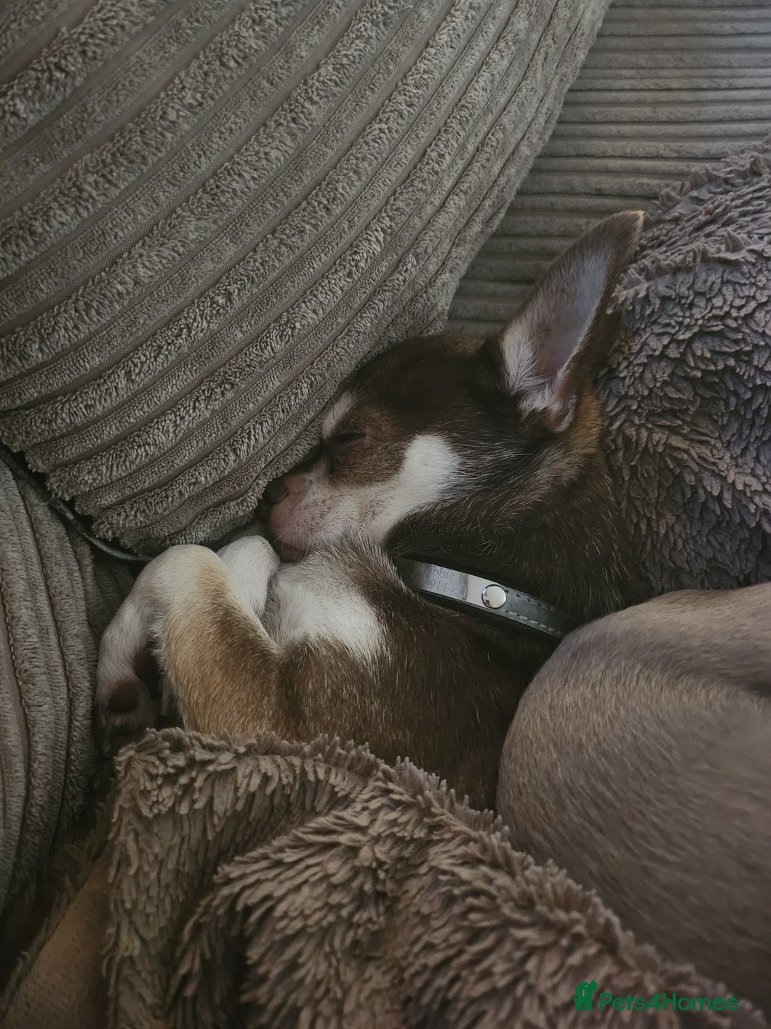 Chihuahua dogs for sale: 2 chihuahua boys - Image 6
