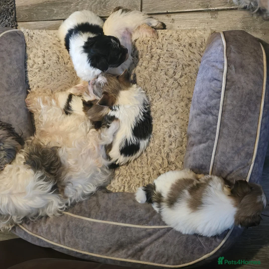 Mixed Breed dogs for sale: 5 Lhasa Apso × Yorkshire Terrier puppies for sale  - Advert 14