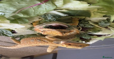 Bearded Dragon reptiles - Advert 4