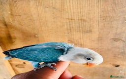 Lovebirds birds for sale: Handreared mutation lovebirds for sale  - Image 13