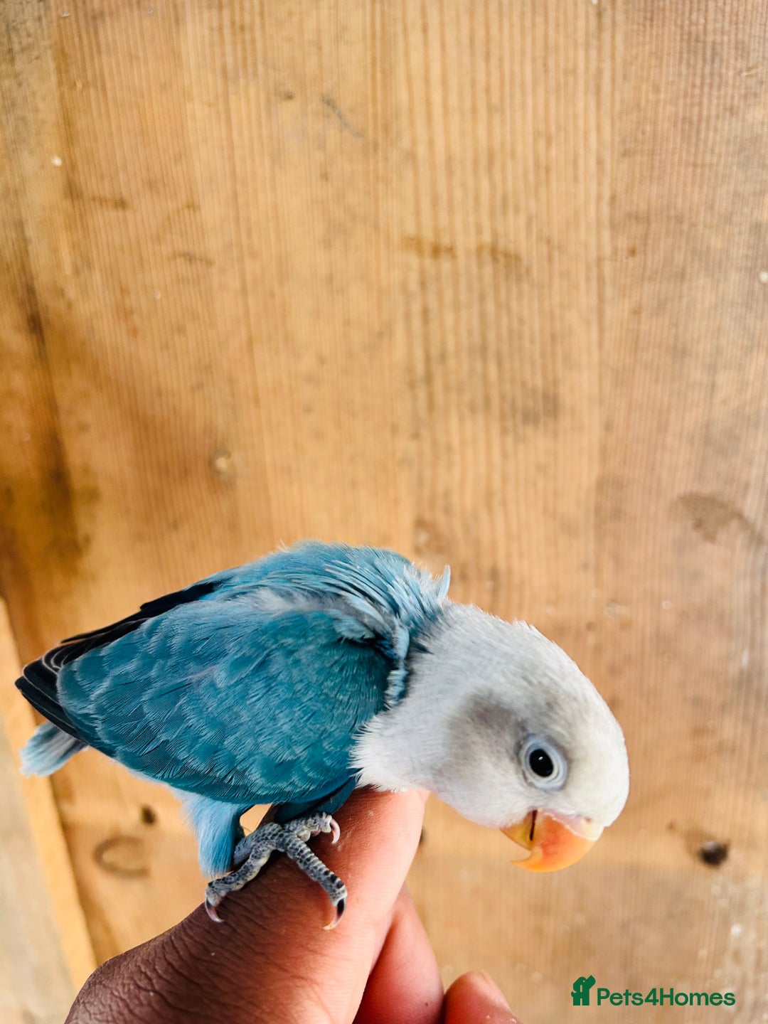 Lovebirds birds for sale: Handreared mutation lovebirds for sale  - Image 13