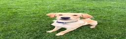 Golden Retriever dogs for sale: Golden retriever  in Blackburn - Advert 2