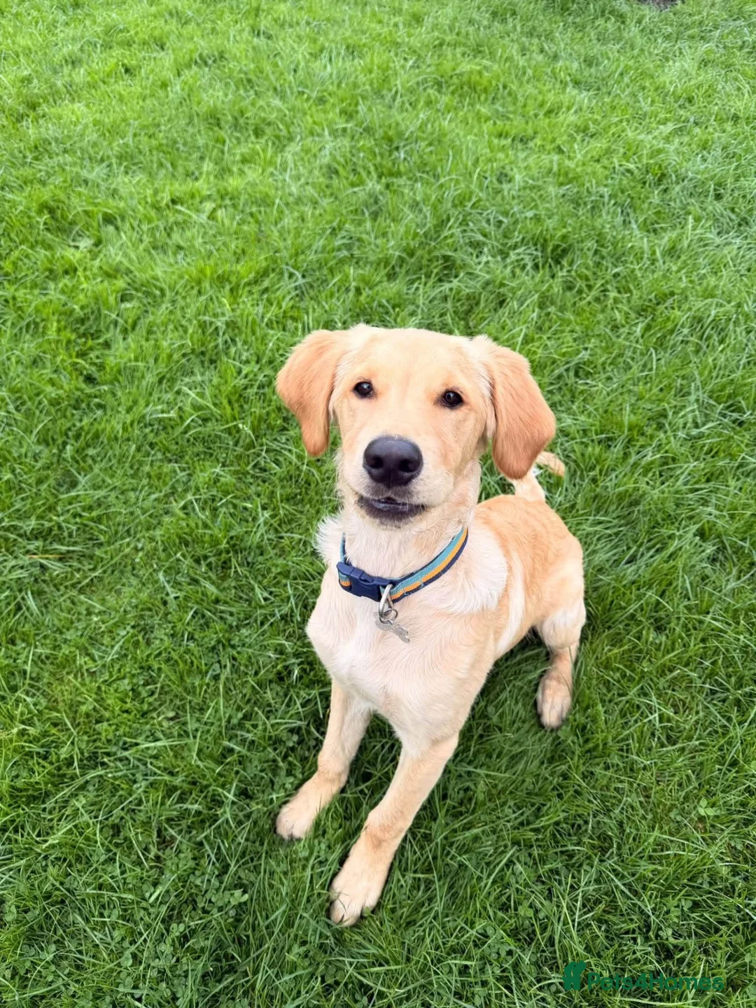 Golden Retriever dogs for sale: Golden retriever  in Blackburn - Advert 2