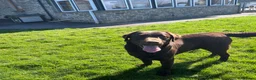 Labrador Retriever dogs for sale: 0/0 hips ⭐️ HEALTH TESTED KC REG chocolate puppies in Llanybydder - Advert 13