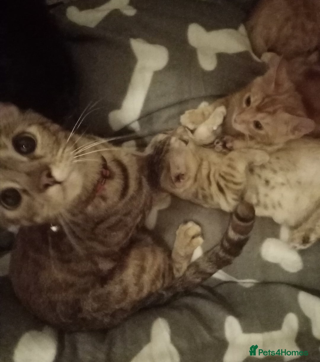 Mixed Breed cats for sale: Cute and Playful Kittens - Advert 2