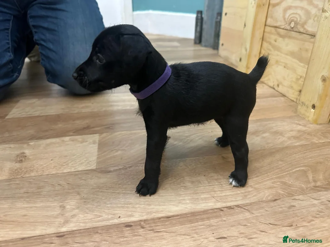Patterdale Terrier dogs for sale: Docked Patterdale Black Puppies  - Advert 9