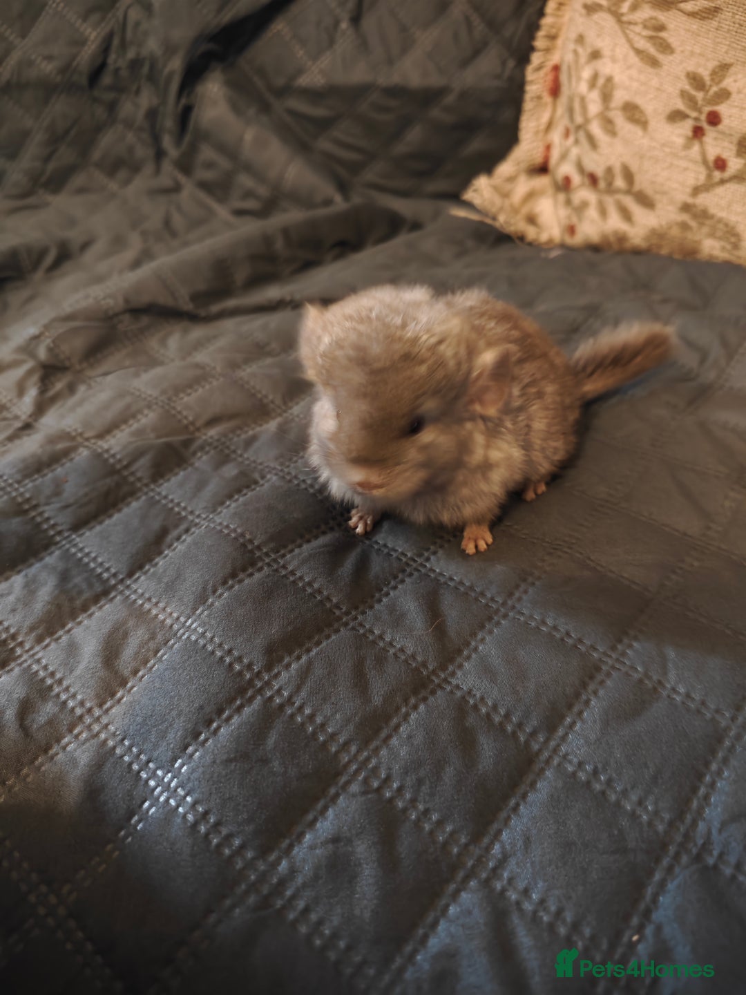 Chinchilla rodents for sale: male chinchilla  - Image 3