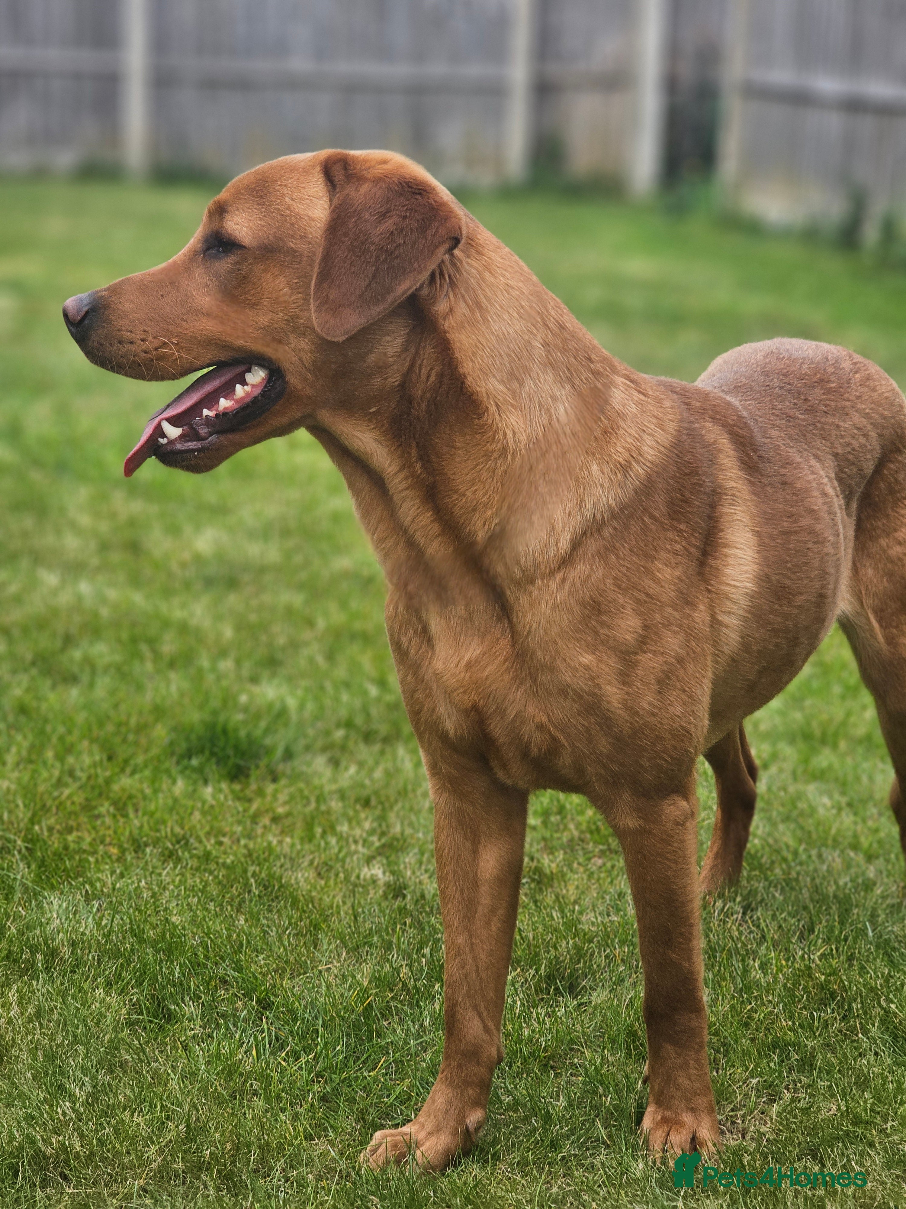 Labrador Retriever dogs Exceptional Fox Red Boy *STUD only* in Lincoln - Advert 1