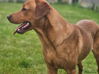 Labrador Retriever dogs in Lincoln - Advert 22