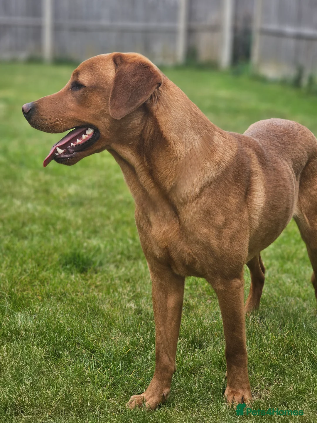 Labrador Retriever dogs for stud: Exceptional Fox Red Boy *STUD only* in Lincoln - Advert 1