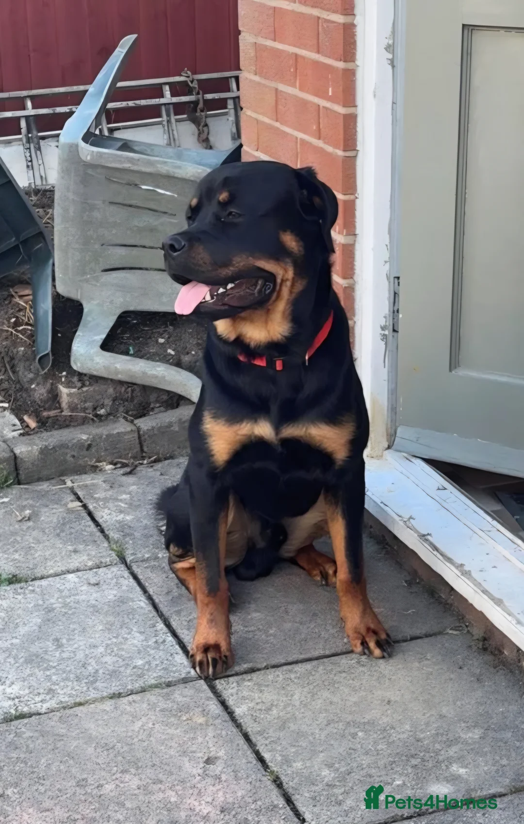 Rottweiler dogs for sale: Almost 17 month old KC Rottweiler Male in Leeds - Advert 1