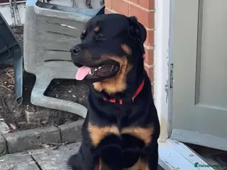 Rottweiler dogs Almost 17 month old KC Rottweiler Male in Leeds - Advert 1