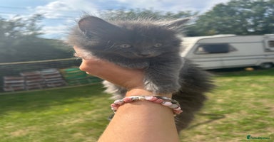 British Shorthair cats - Advert 13