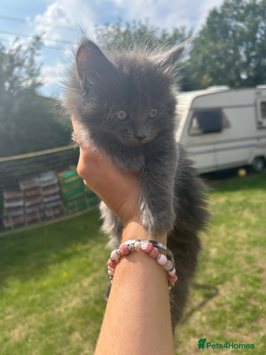 British Shorthair cats for sale: British short mix kitten  - Image 3
