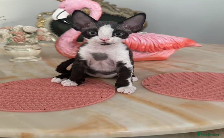Devon Rex cats - Advert 2
