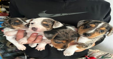 Mixed Breed dogs - Advert 11