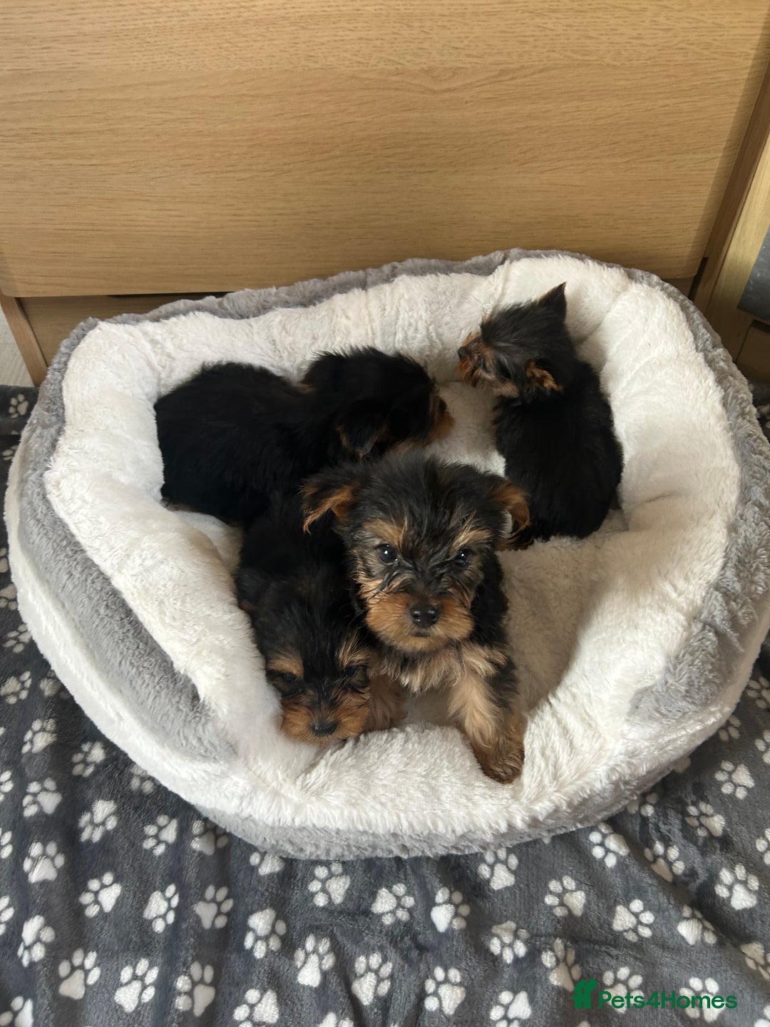 Yorkshire Terrier dogs for sale: Yorkshire terrier  - Image 6