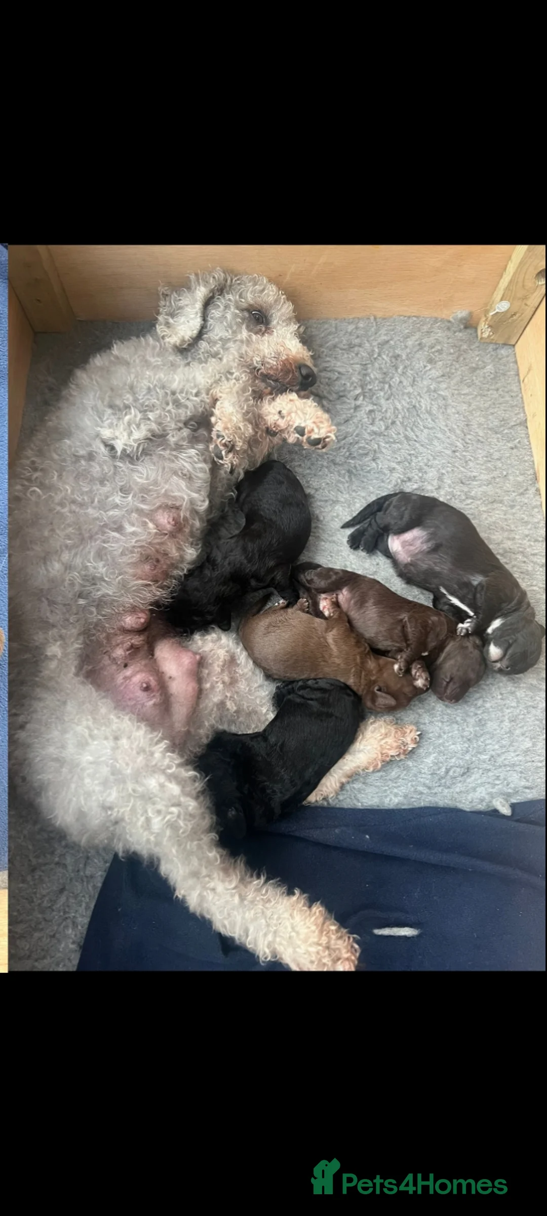 Bedlington Terrier dogs for stud: Blue.  Bedlington terrier for stud  CT Clear   in Chesterfield - Advert 27