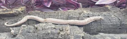 Snake reptiles for sale: Baby western hognoses from £200  - Advert 3