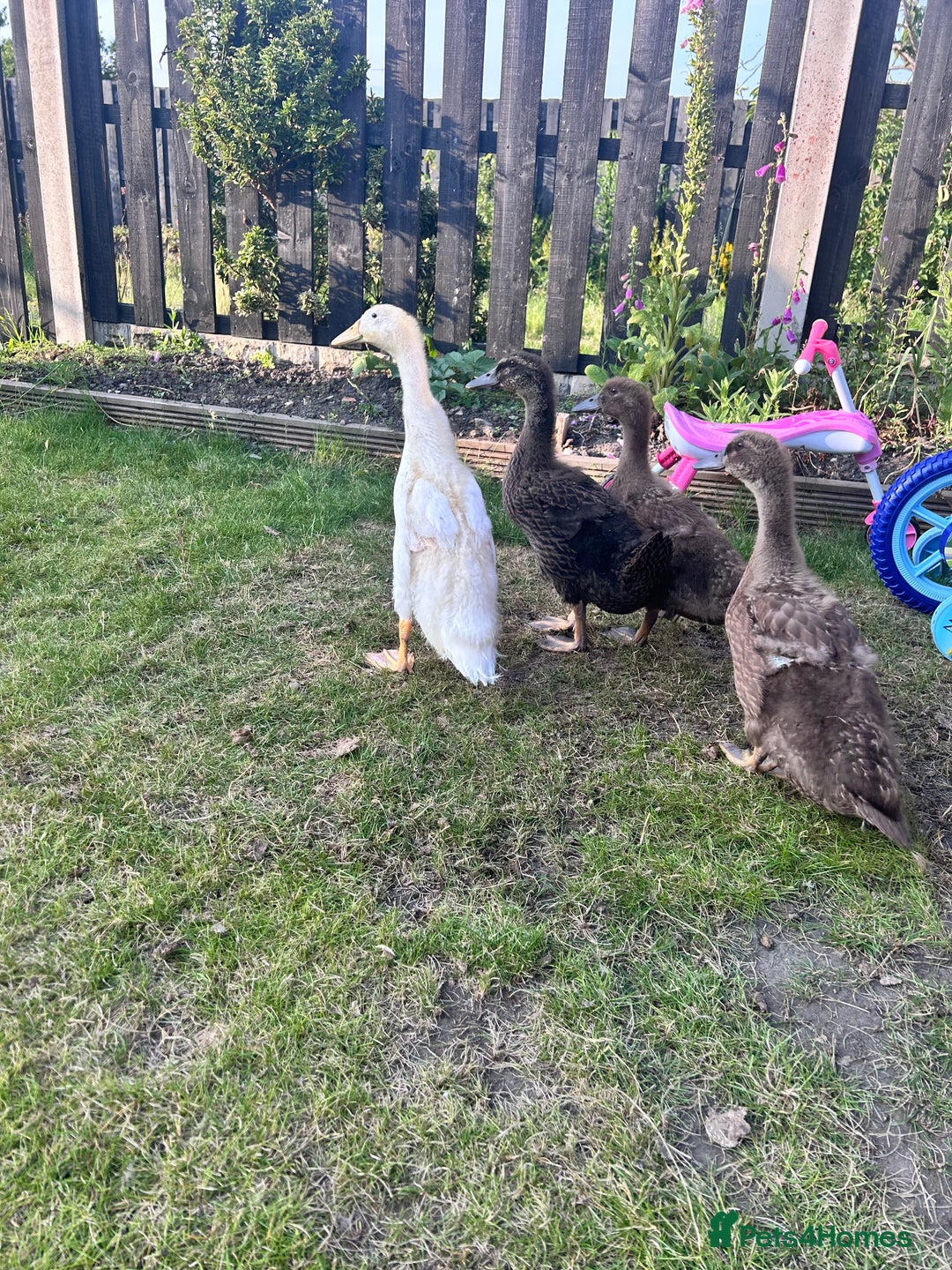 Mixed Breed birds for sale: 4 Ducks - Image 1