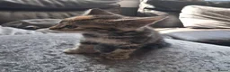 Mixed Breed cats for sale: 2  polydactl kittens for sale  in Falkirk - Advert 4