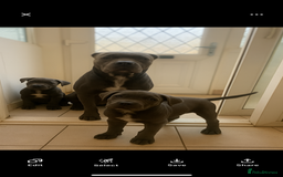 Cane Corso dogs for sale: Chunky blue  cane corso pups for sale last 2 - Advert 6