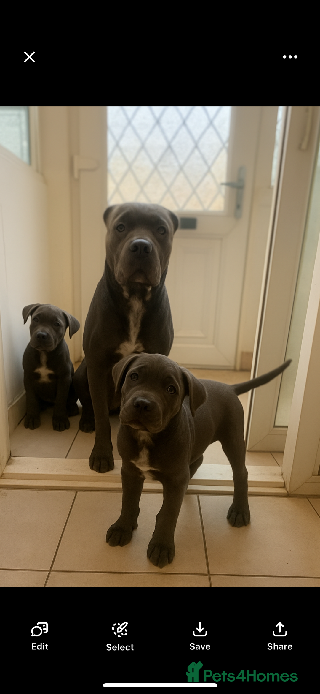 Cane Corso dogs for sale: Chunky blue  cane corso pups for sale last 2 - Advert 6