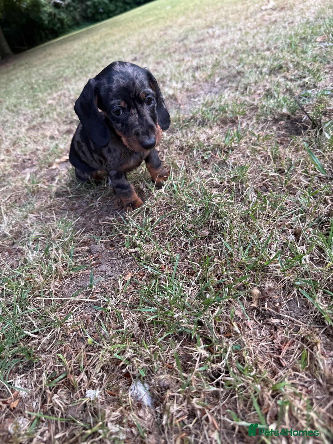 Miniature Dachshund dogs for sale: 5 star licensed Miniature Wire GIRL  - Image 14
