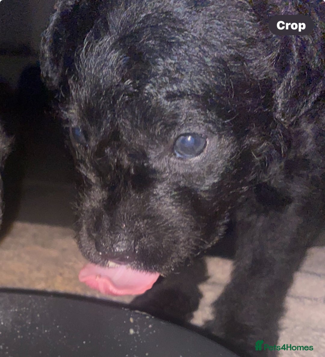 Patterdale Terrier dogs for sale: **READY NOW!!!Beautiful Patterdale Pups** - Advert 10