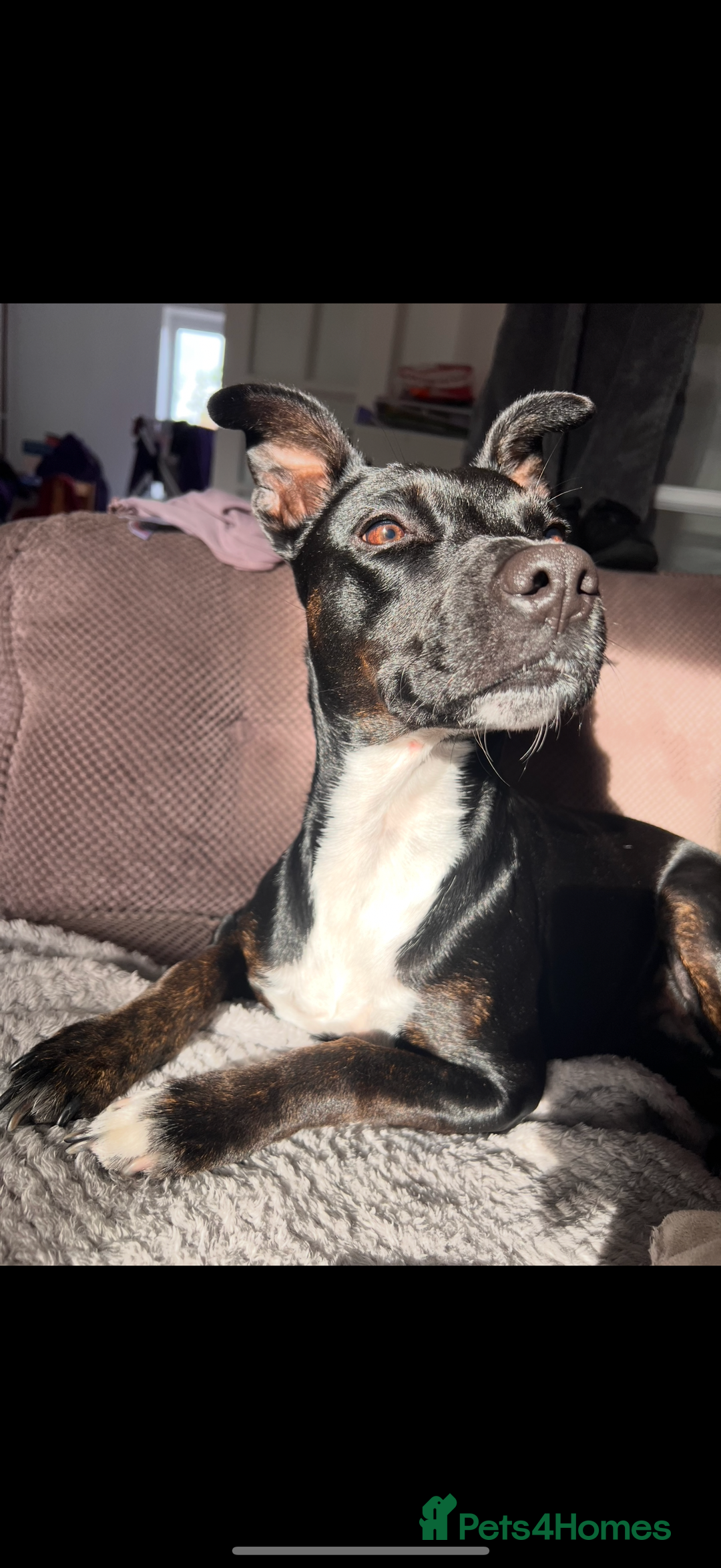 Staffordshire Bull Terrier dogs for sale: Male Staffordshire Bull Terrier Mix Puppies - Advert 2