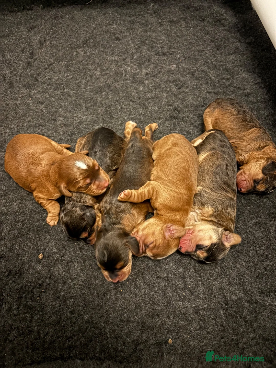 Cockapoo dogs for sale: Beautifully marked F2 smooth coated Cockapoos  - Advert 1