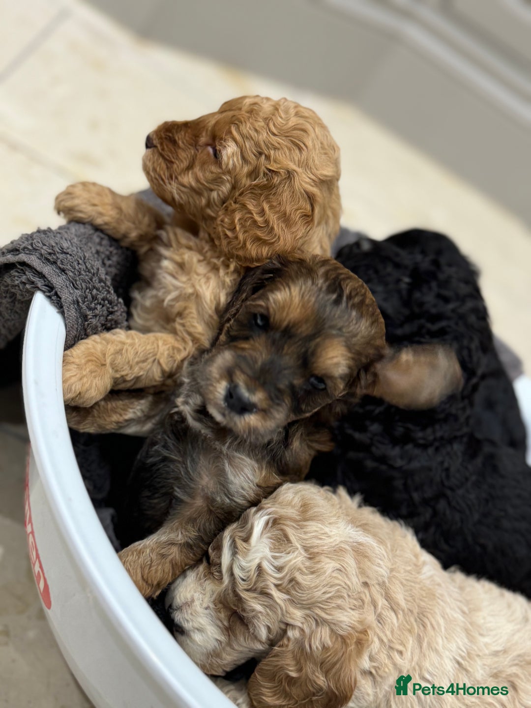 Cockapoo dogs for sale: Beautiful cockapoo puppy’s🩷🩵 - Advert 4