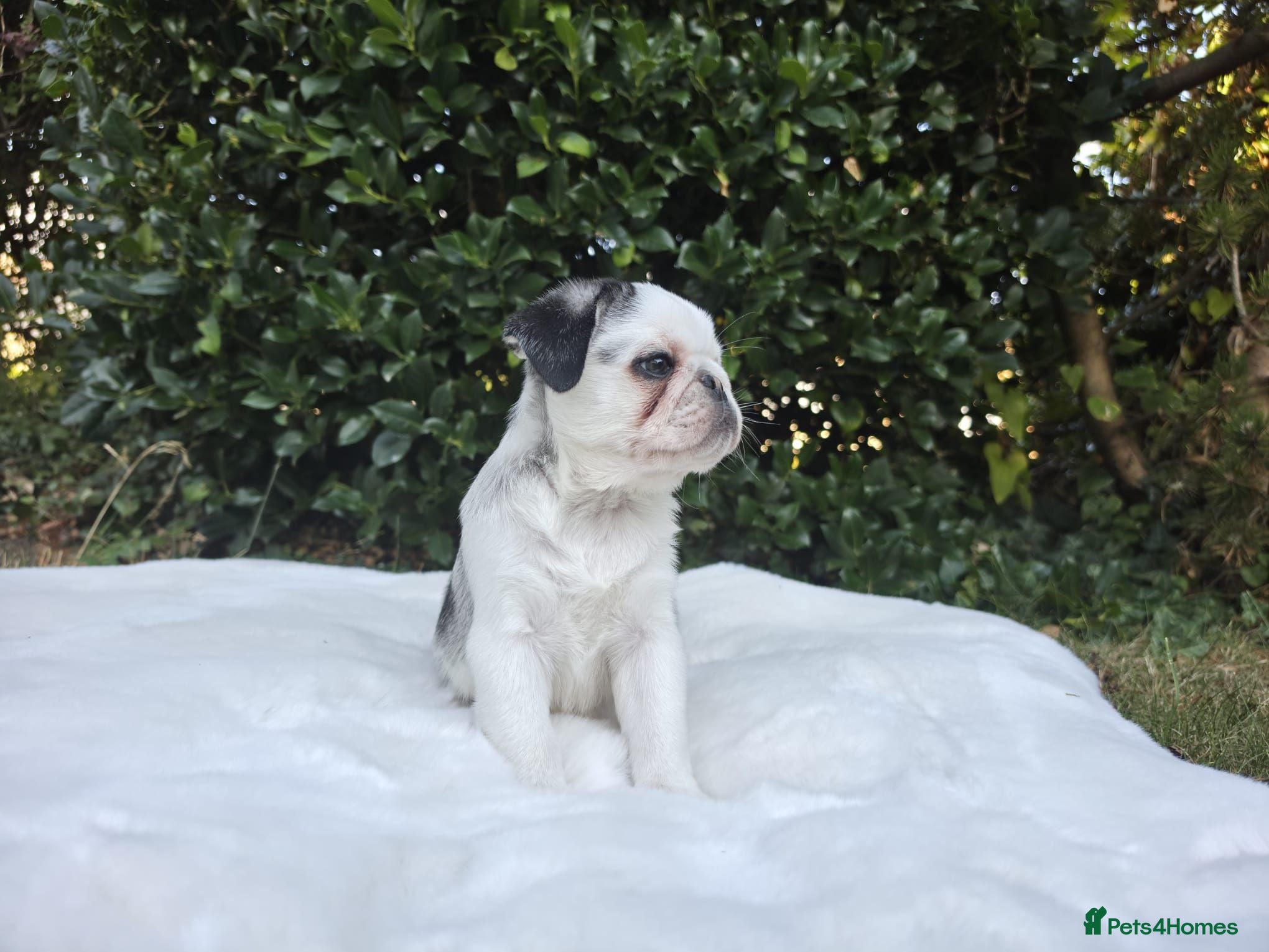 Pug dogs Stunning KC Prince Pug — only one left - Advert 1