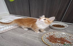 Maine Coon cats for sale: Beautiful Part Maine Coon Female Kitten - Image 5