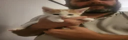 Mixed Breed cats for sale: 5 half mainecoon kittens in Taunton - Advert 5