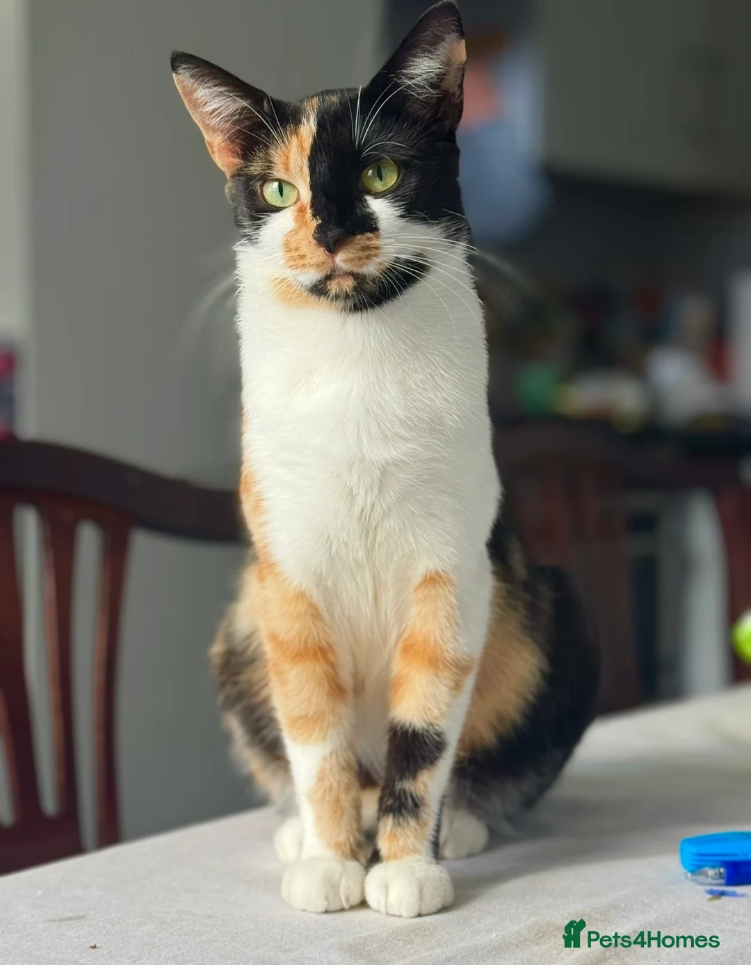 Mixed Breed cats for sale: Last lovely 10week-old boy looking for loving home - Advert 4