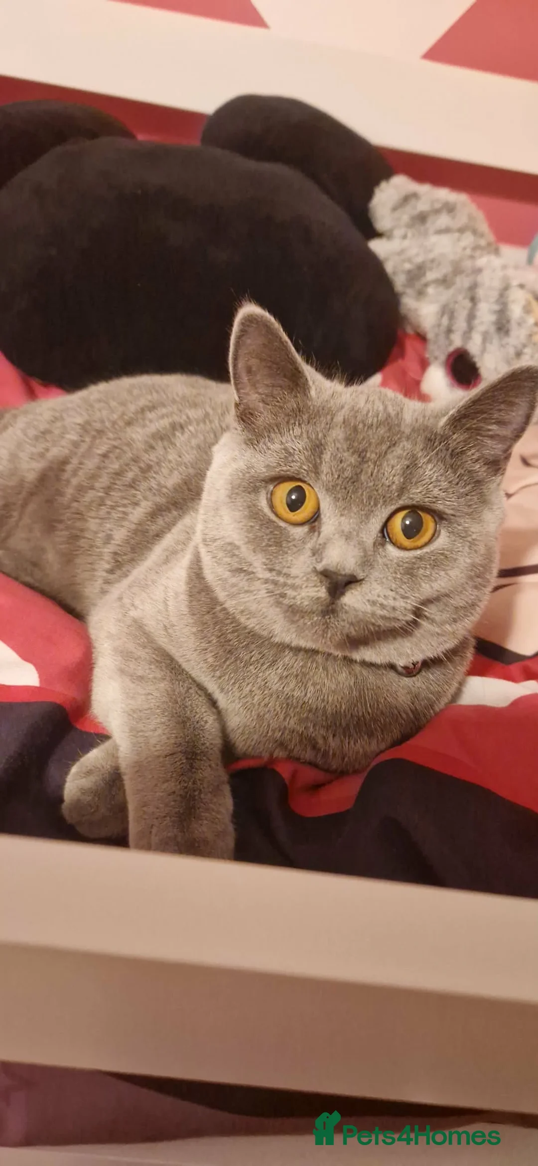 British Shorthair cats for stud: Cocco  in Cambridge - Advert 1