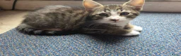 Mixed Breed cats for sale: 5 playful kittens for sale - Advert 18