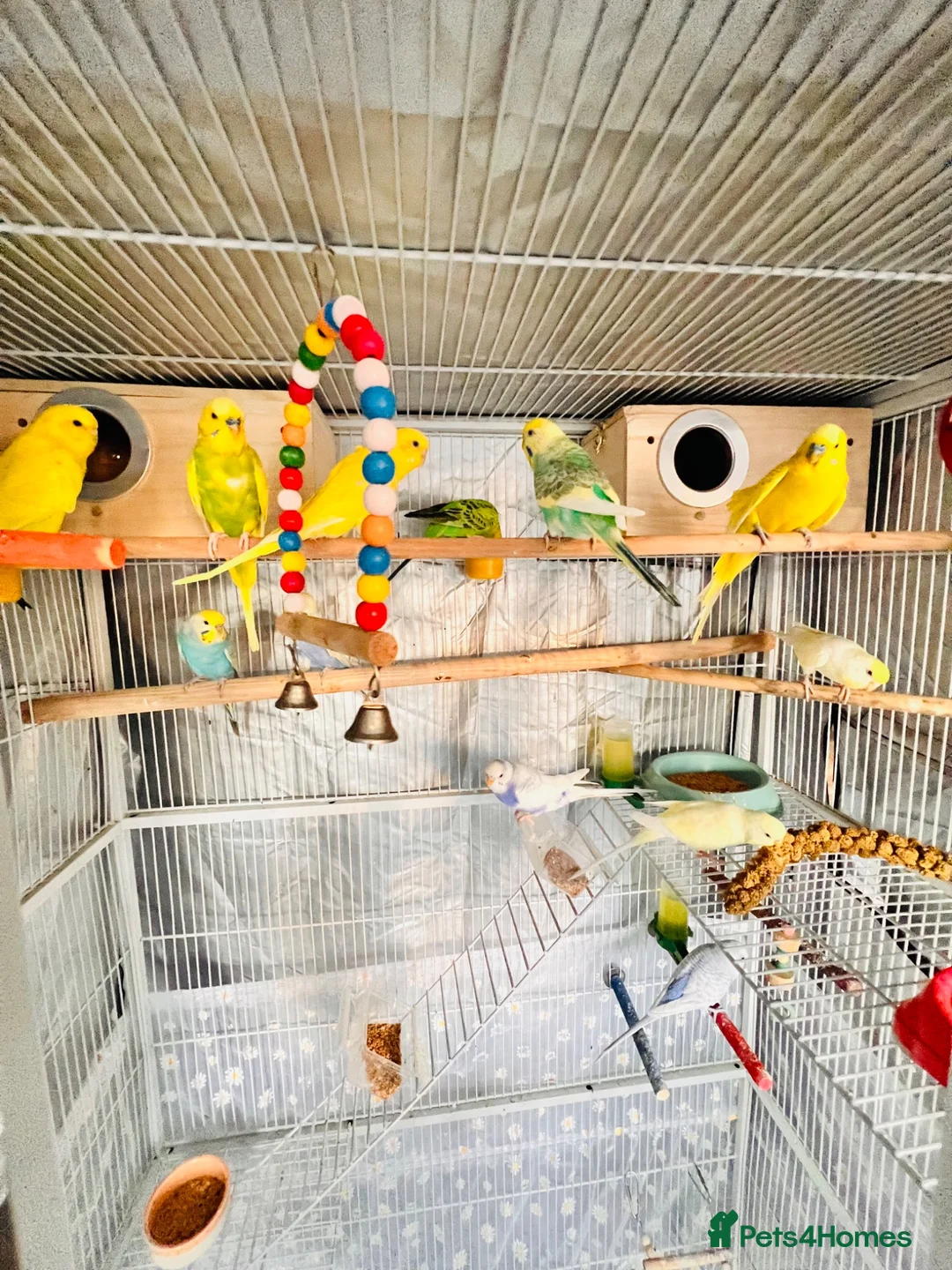 Budgerigars birds for sale: 14 Breeding Budgies, Cage, Food, Toys & Nest Boxes - Advert 2