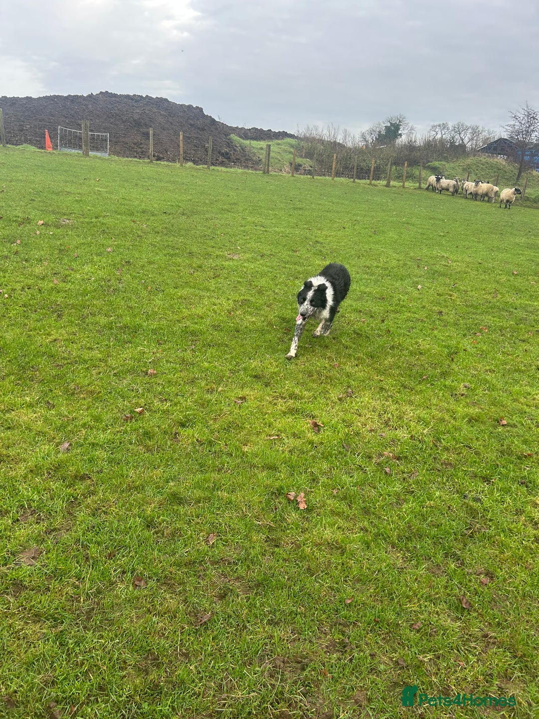 Border Collie dogs for sale: Working Border Collie puppies  - Advert 20