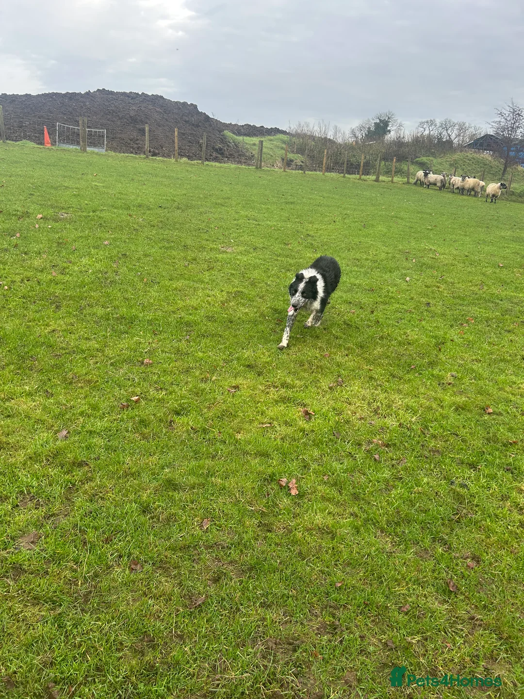 Border Collie dogs for sale: Working Border Collie puppies  - Advert 19