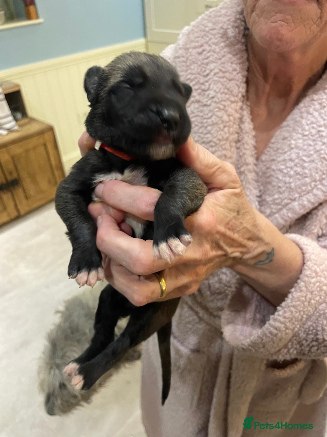 Irish Wolfhound dogs for sale: Irish Wolfhound full pedigree puppies for sale  - Advert 14