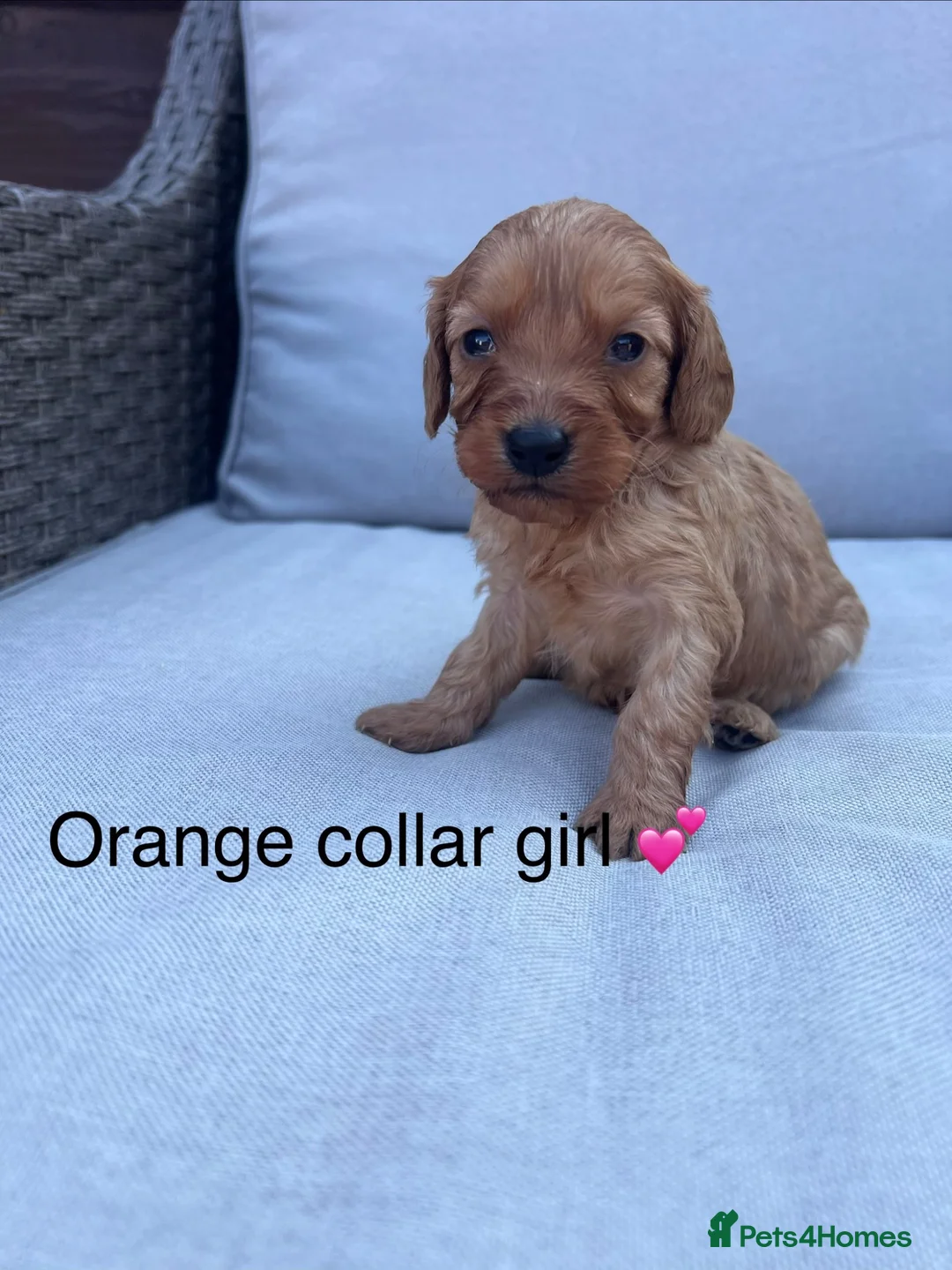 Cavapoo dogs for sale: Health tested cavapoos ready 19th August 💙💕 - Advert 2